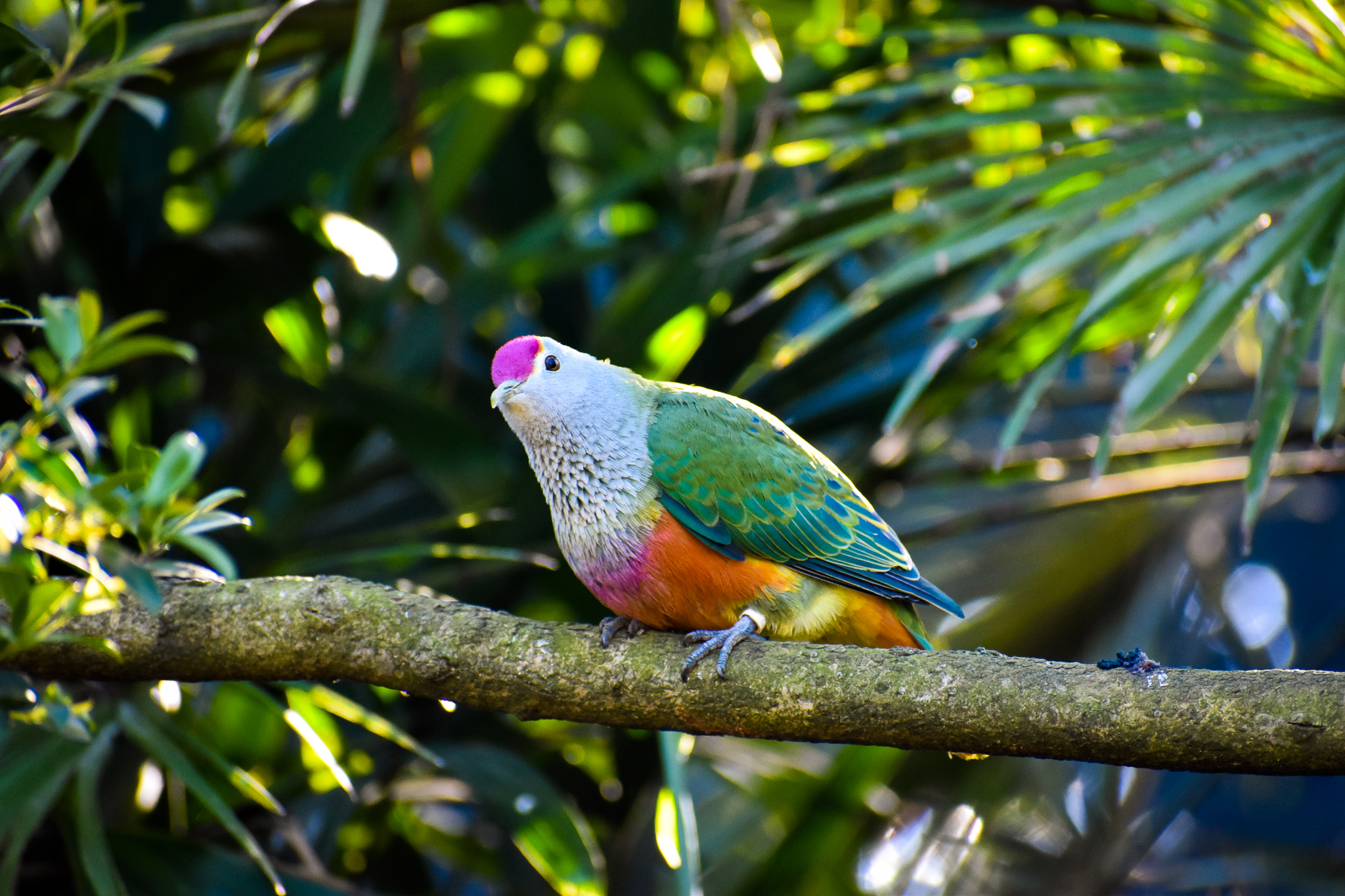 Rose-crowned Fruit Dove (Ptilinopus regina)