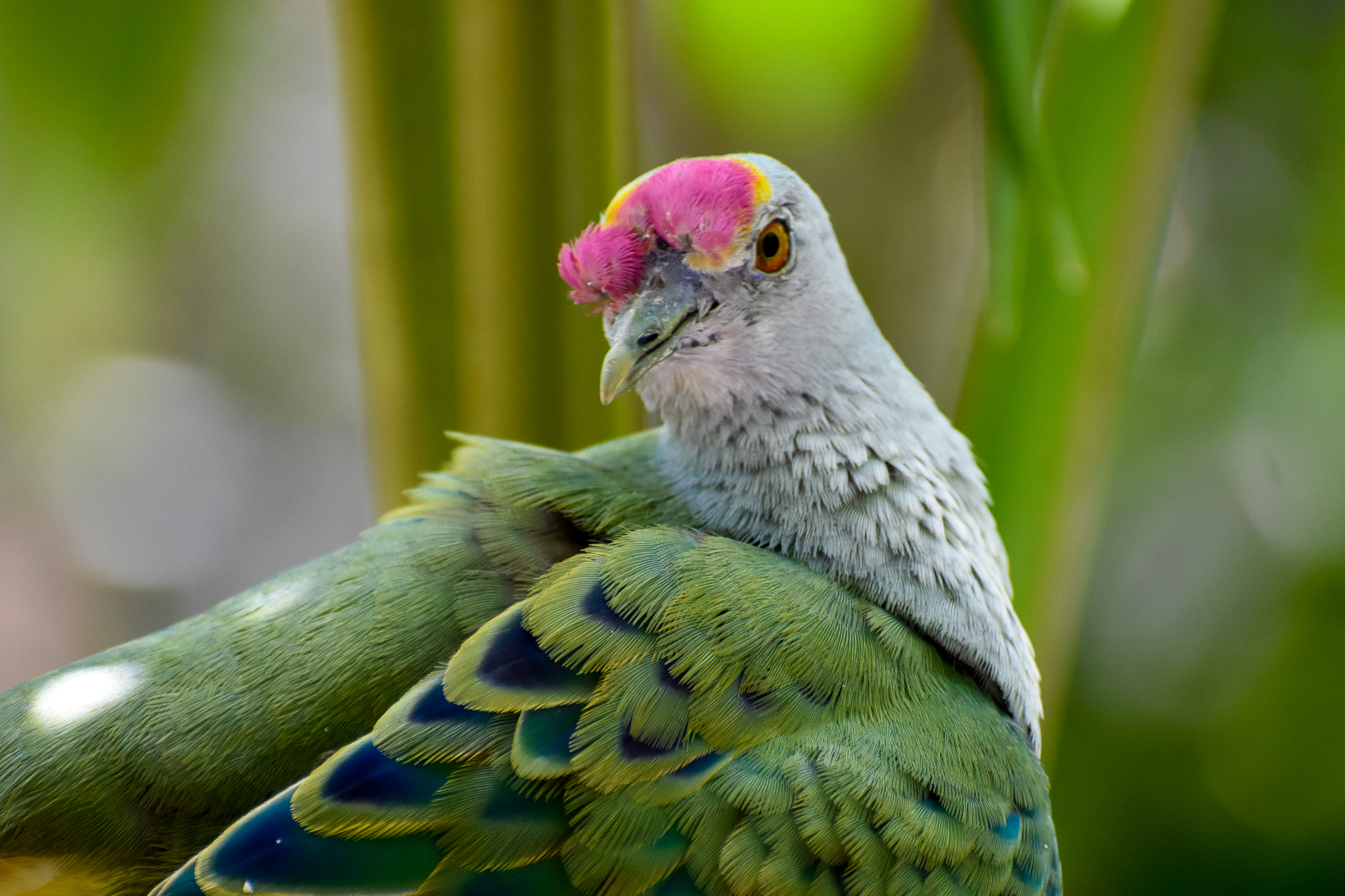 Rose-crowned Fruit Dove (Ptilinopus regina)