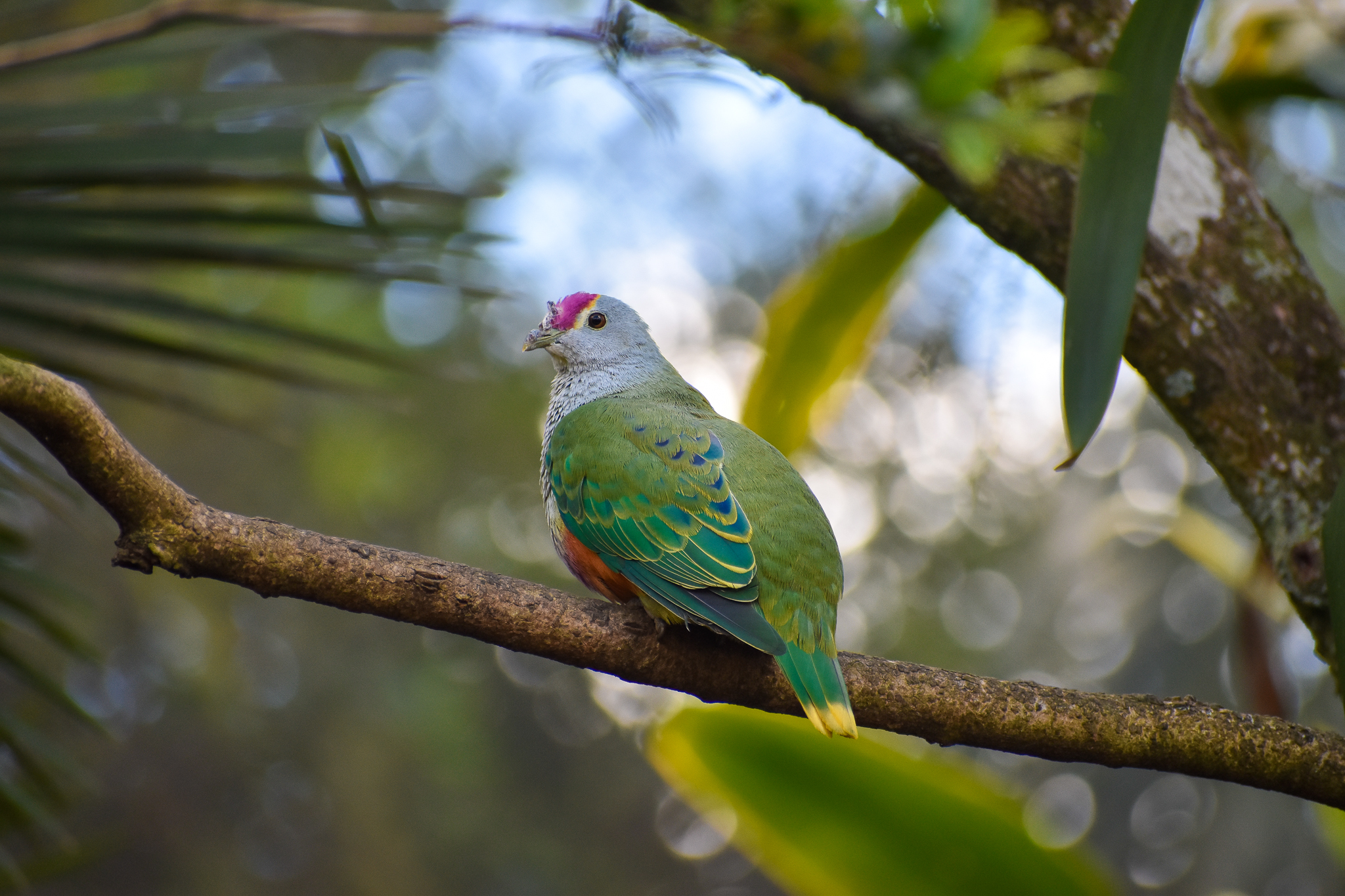 Rose-crowned Fruit Dove (Ptilinopus regina)