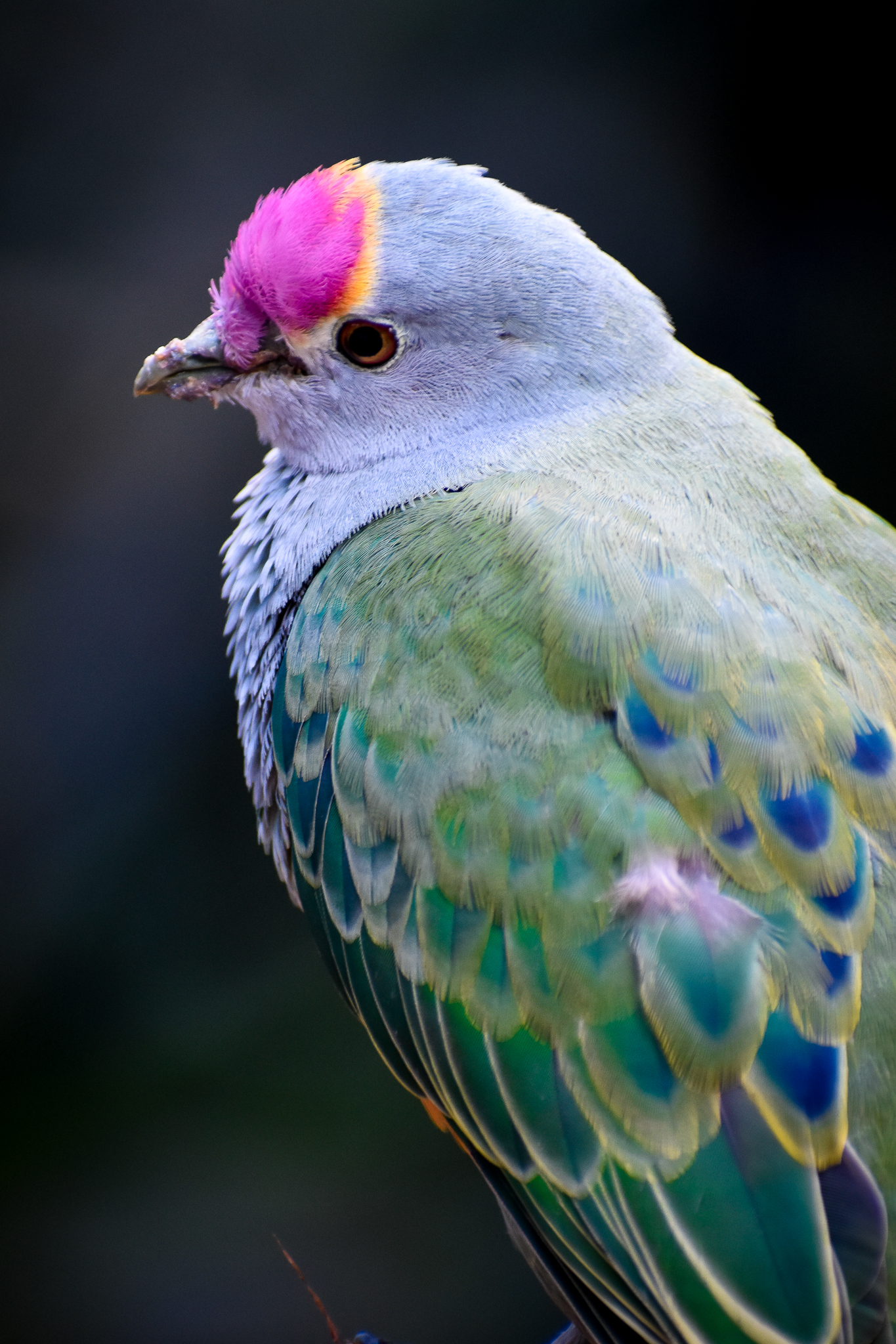 Rose-crowned Fruit Dove (Ptilinopus regina)