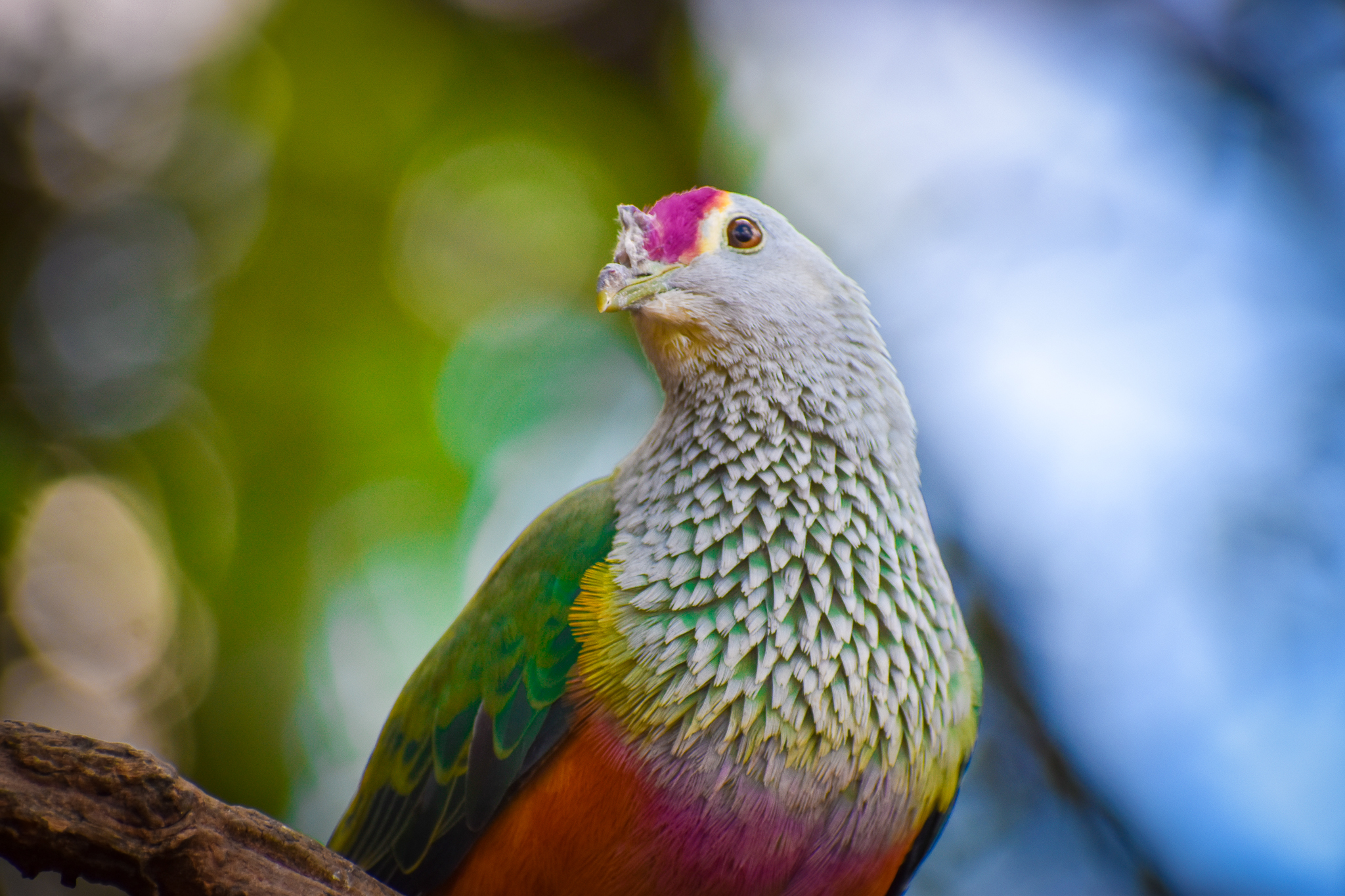 Rose-crowned Fruit Dove (Ptilinopus regina)