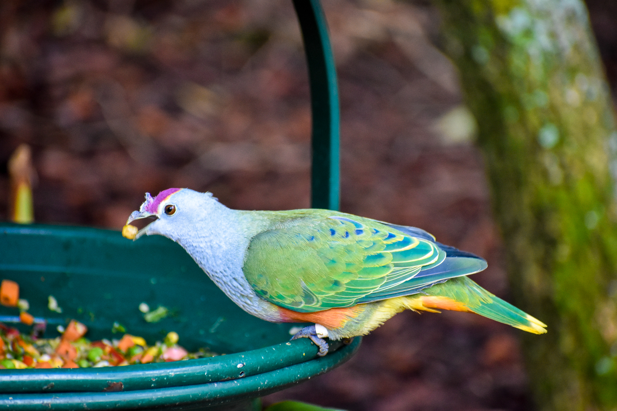 Rose-crowned Fruit Dove (Ptilinopus regina)