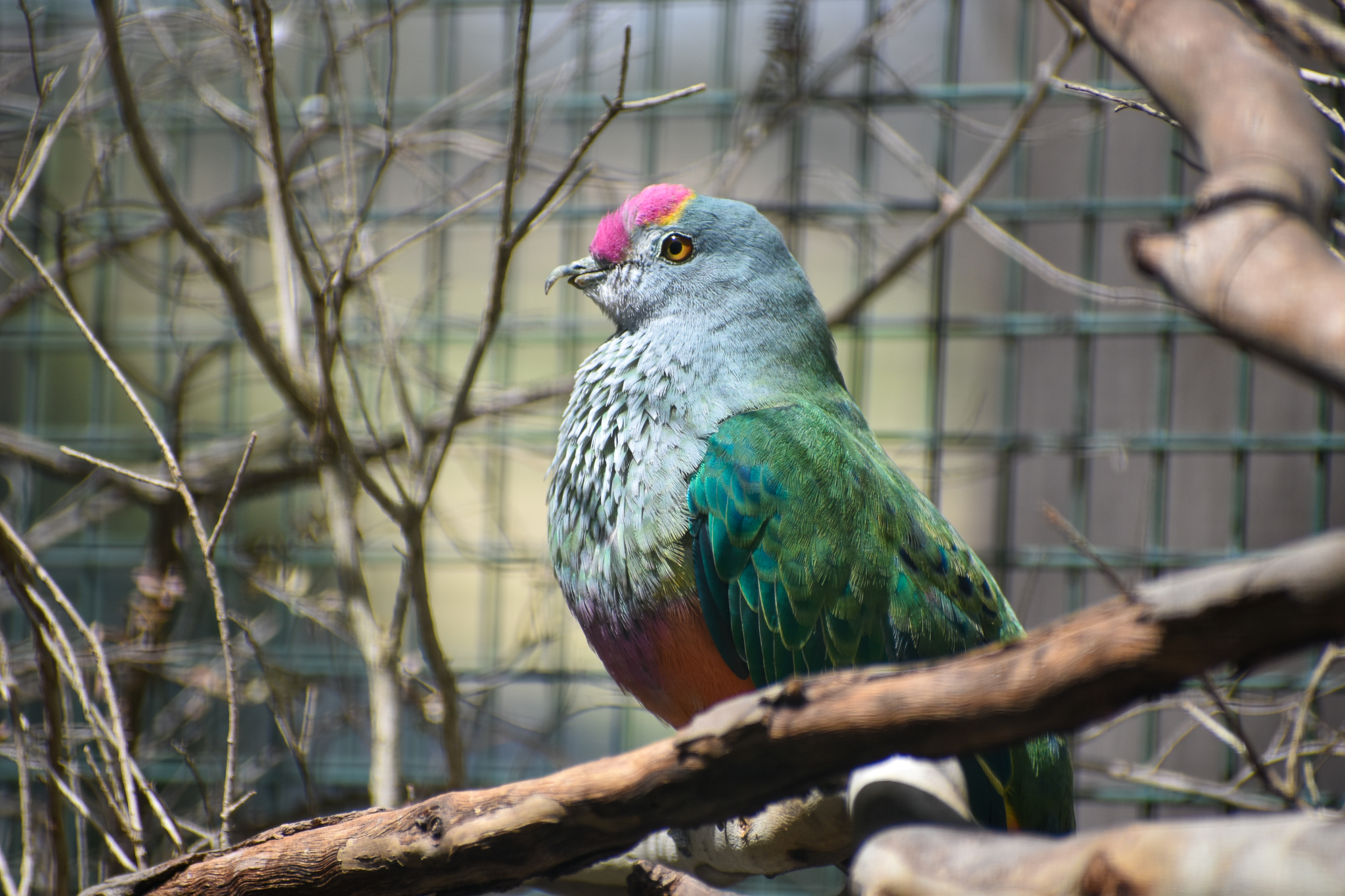 Rose-crowned Fruit Dove (Ptilinopus regina)