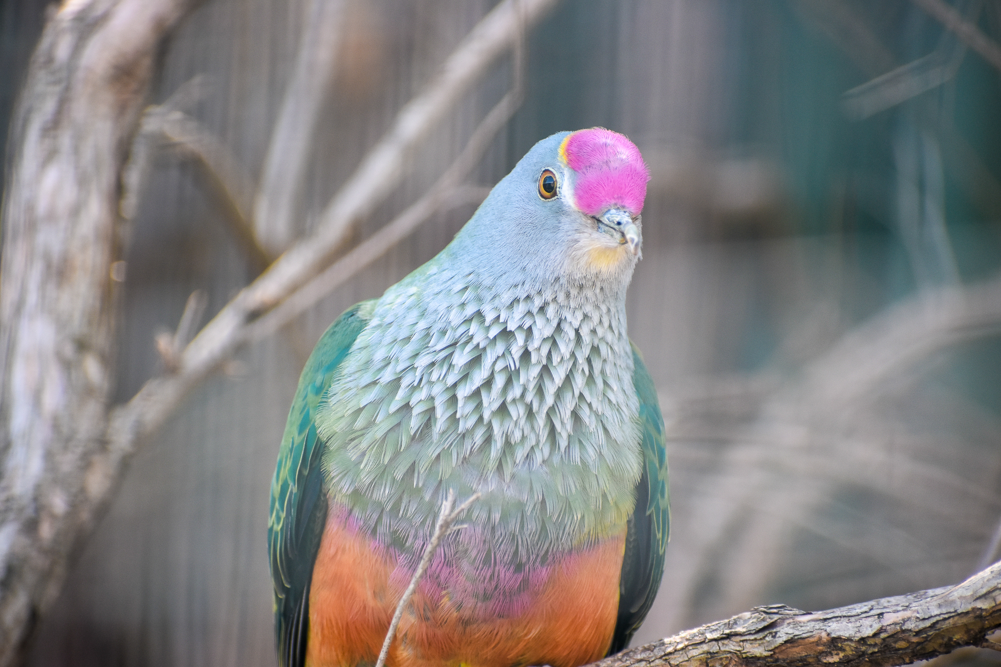Rose-crowned Fruit Dove (Ptilinopus regina)