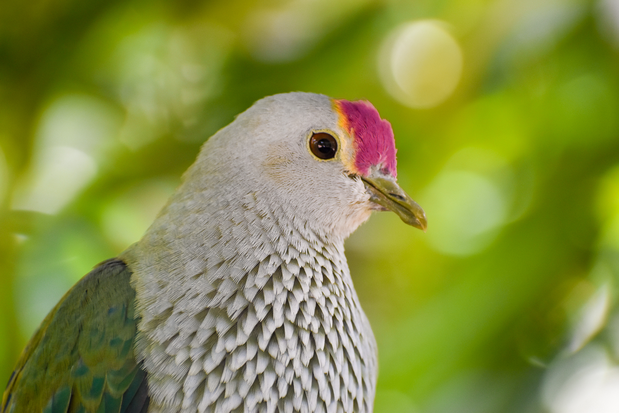 Rose-crowned Fruit Dove (Ptilinopus regina)