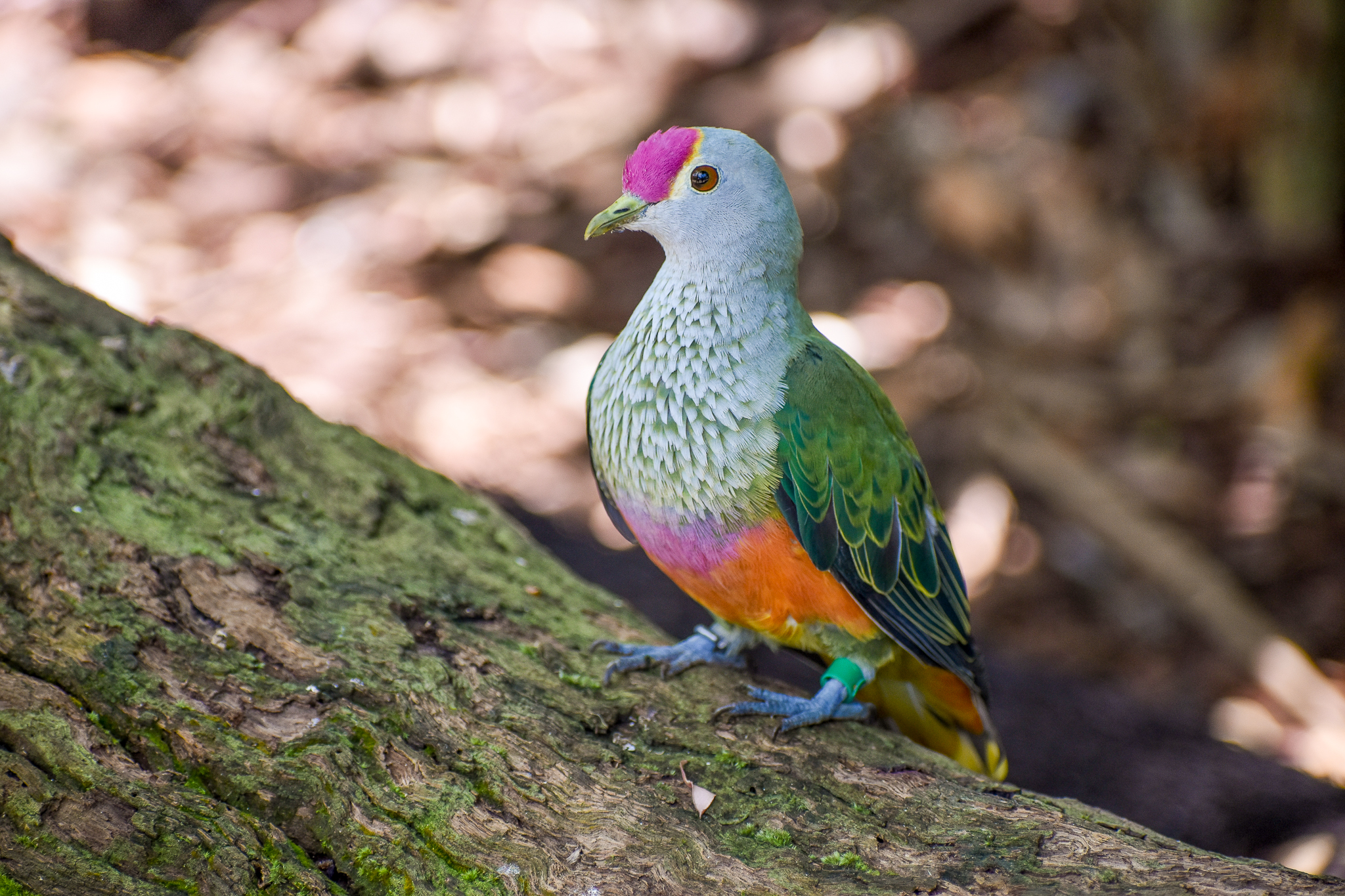 Rose-crowned Fruit Dove (Ptilinopus regina)