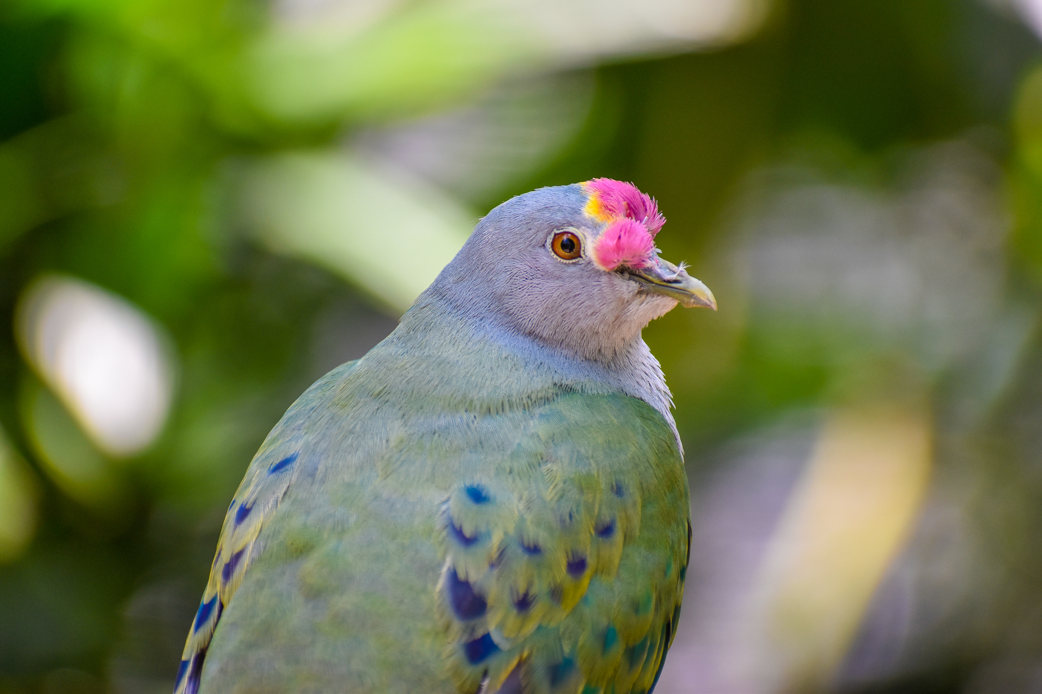Rose-crowned Fruit Dove (Ptilinopus regina)
