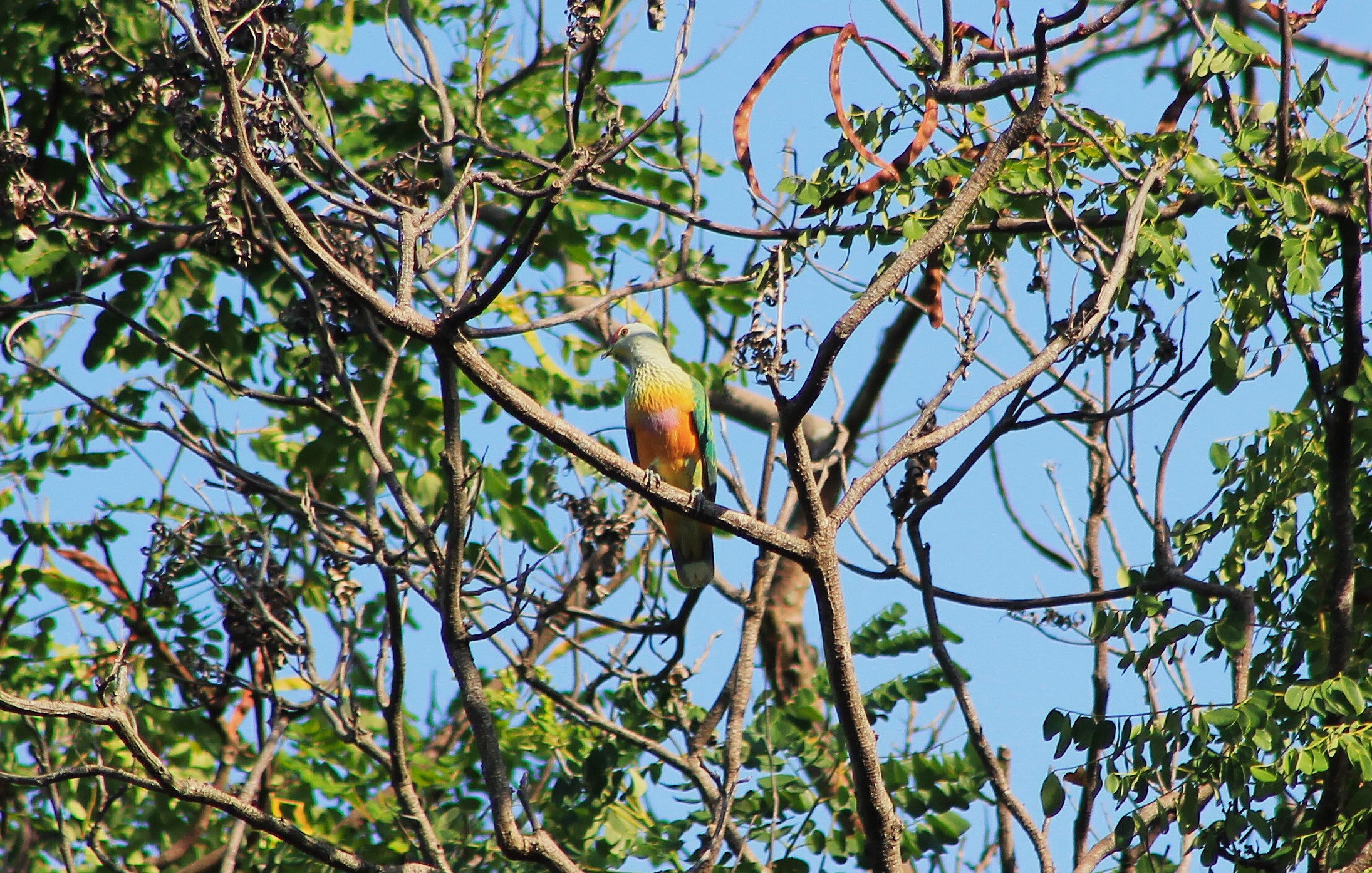 Rose-crowned Fruit Dove (Ptilinopus regina)