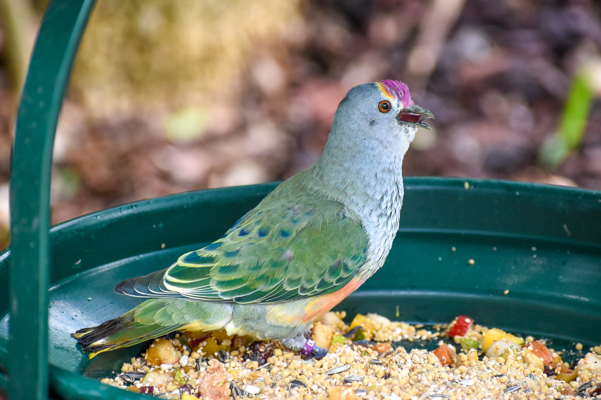 Rose-crowned Fruit-Dove swallowing a fig