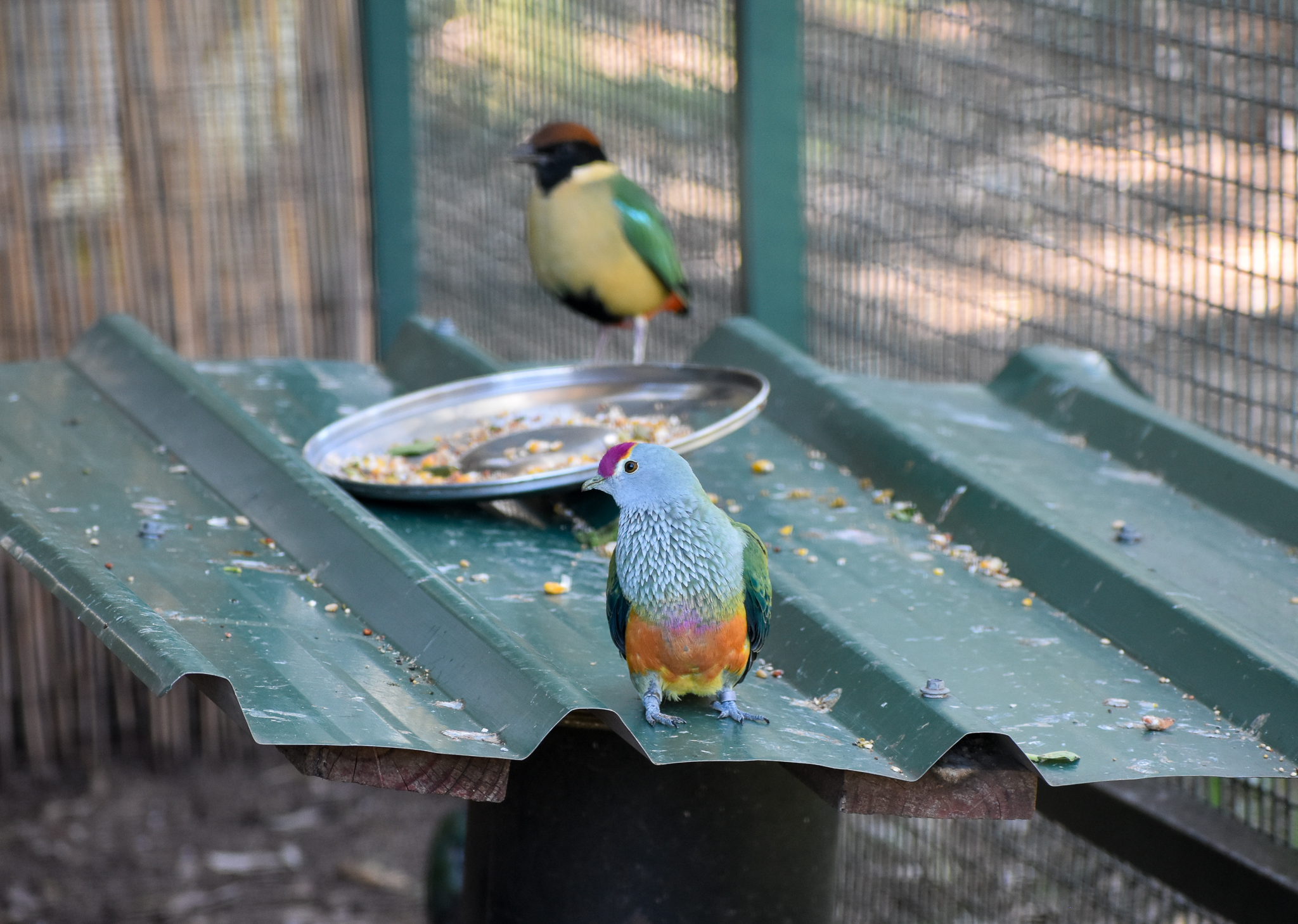 Rose-crowned Fruit-Dove with Noisy Pitta