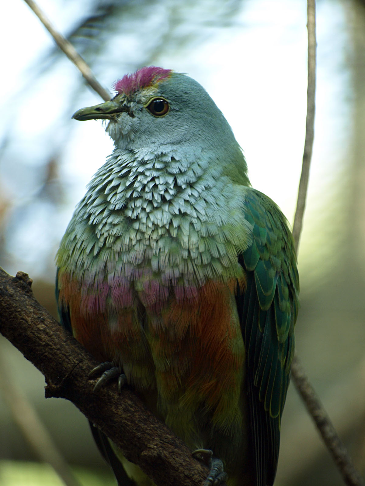 Rose-crowned Fruit dove