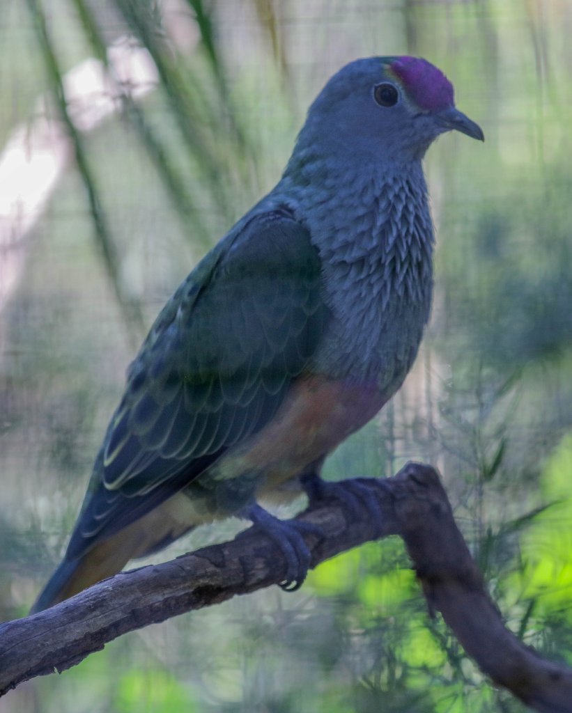 Rose-crowned Fruit Dove