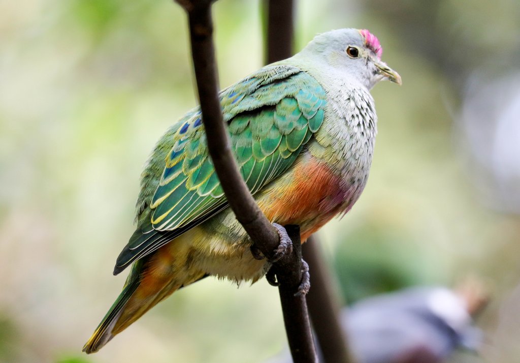 Rose-crowned Fruit-dove