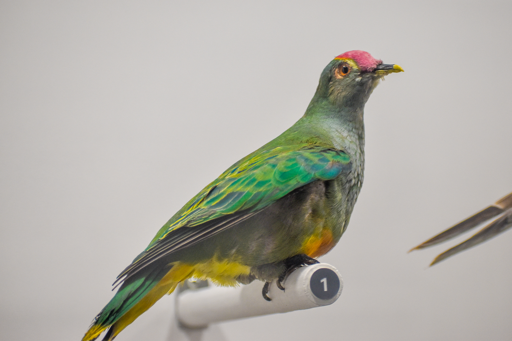 Rose-crowned Fruit-Dove