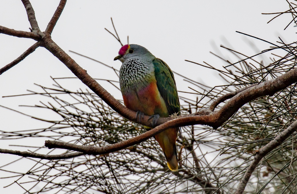 Rose-crowned Fruit Dove