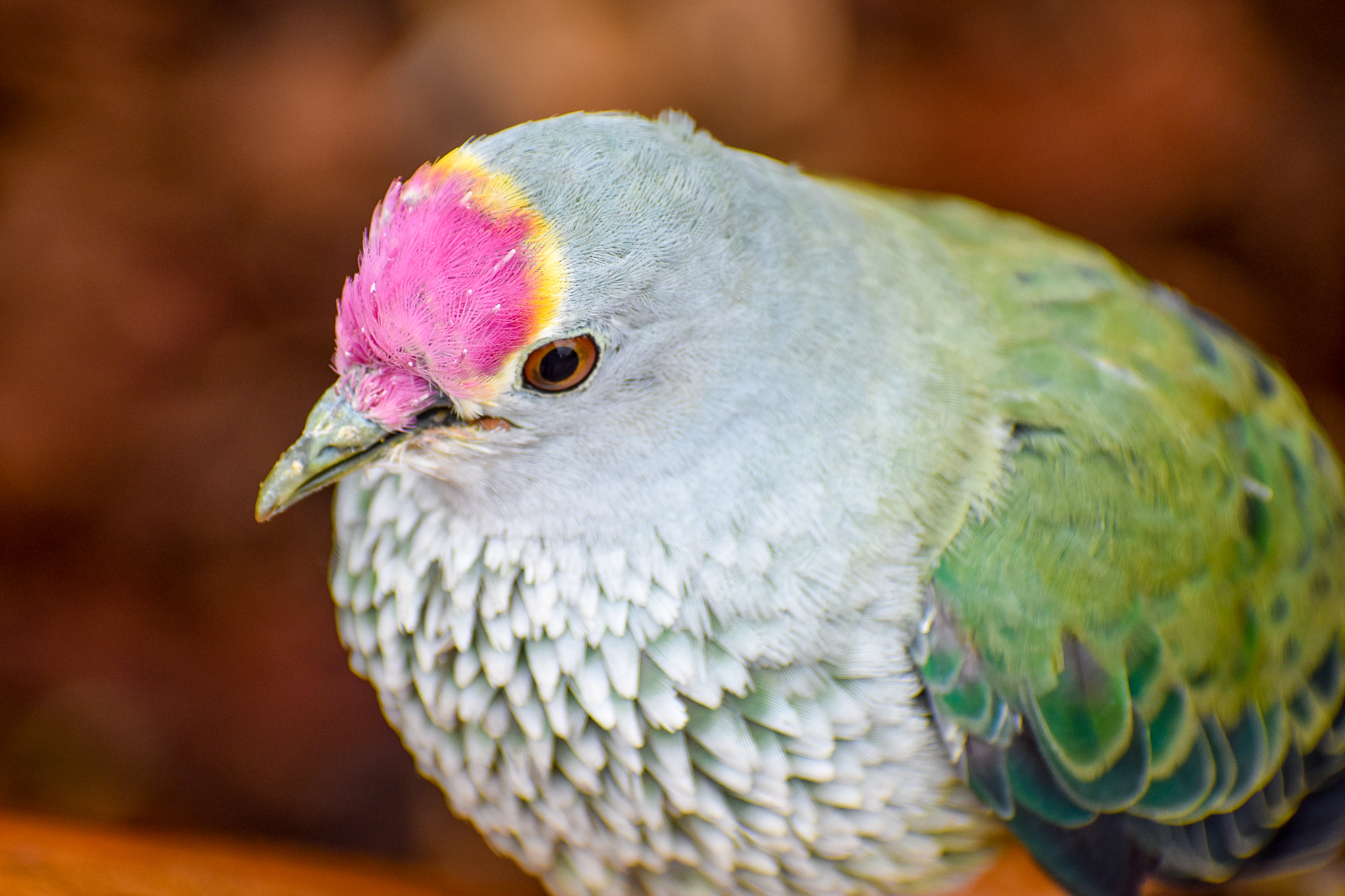 Rose-crowned Fruit Dove