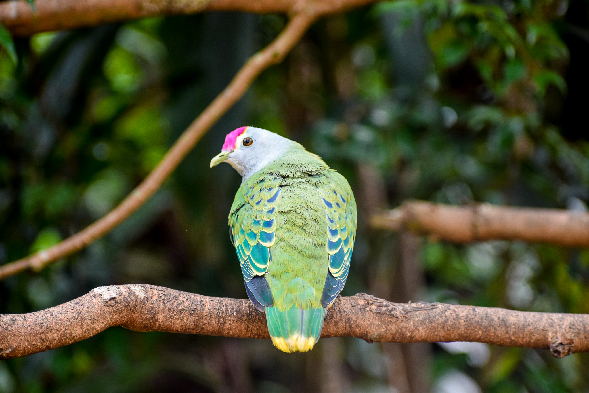 Rose-crowned Fruit Dove