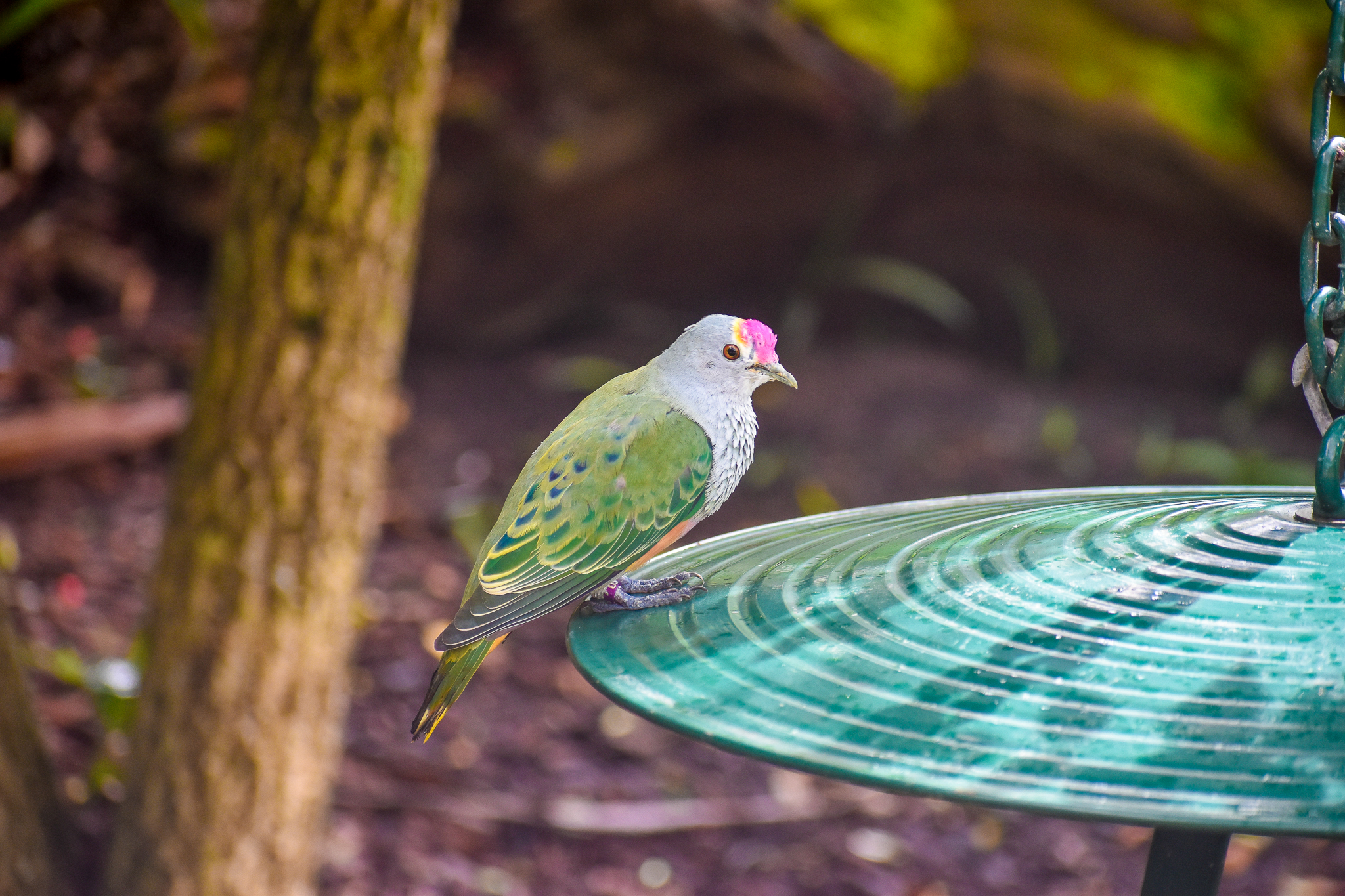 Rose-crowned Fruit-Dove