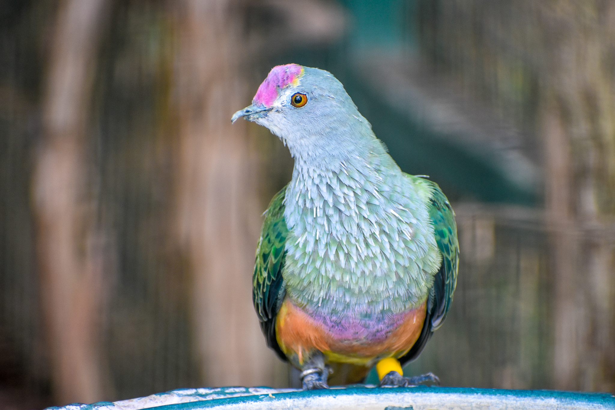 Rose-crowned Fruit-Dove