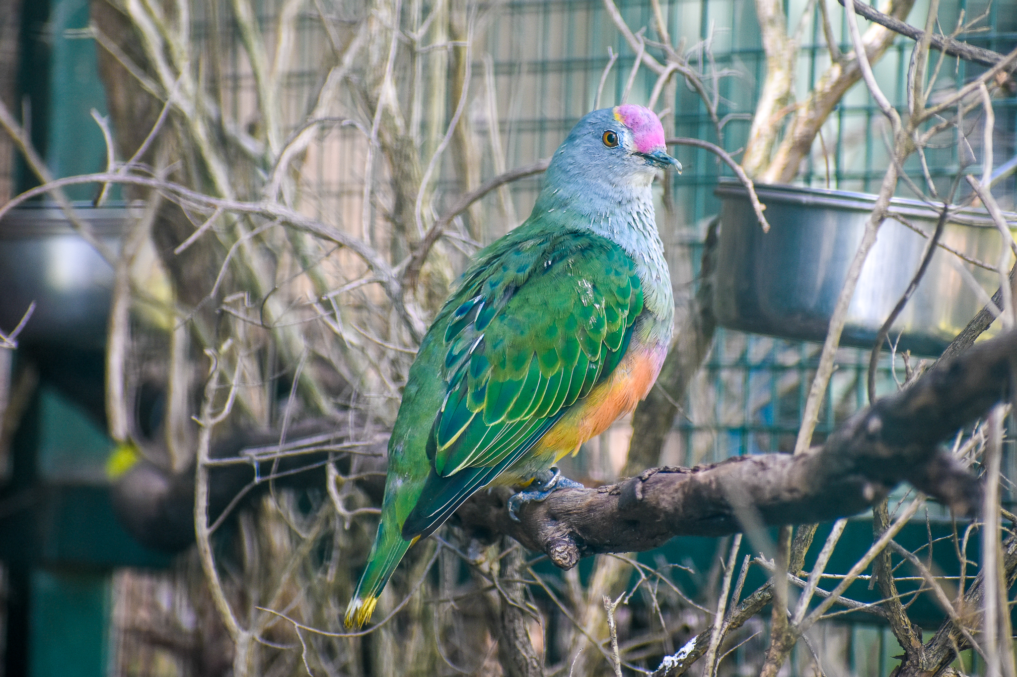 Rose-crowned Fruit-Dove