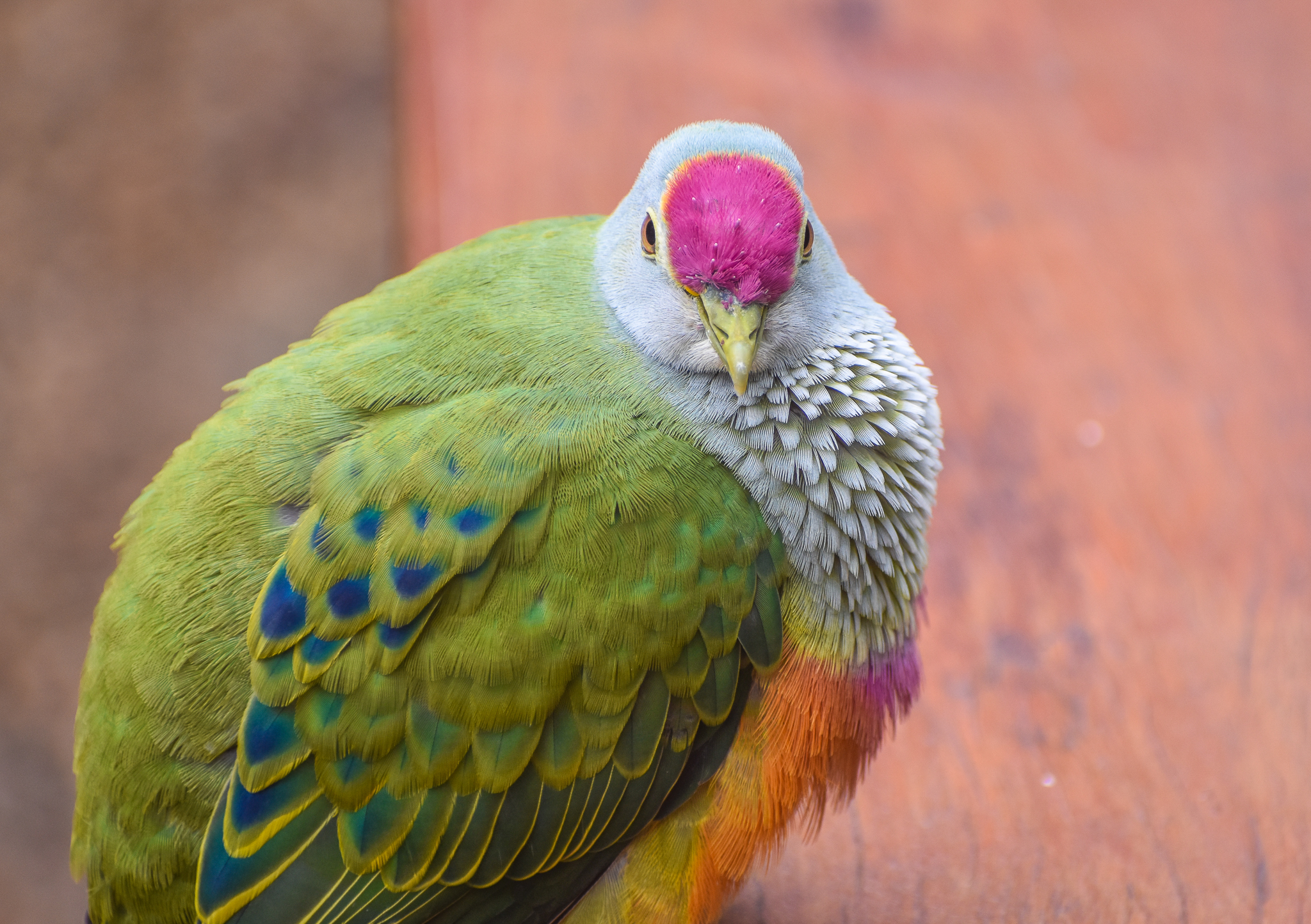 Rose-crowned Fruit-Dove