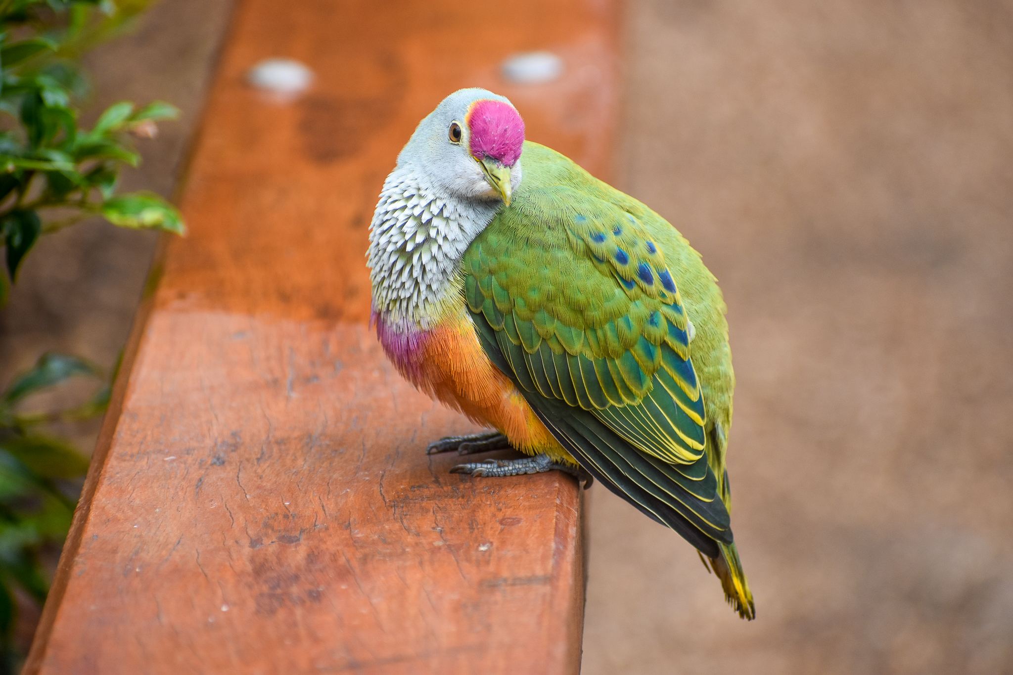 Rose-crowned Fruit-Dove