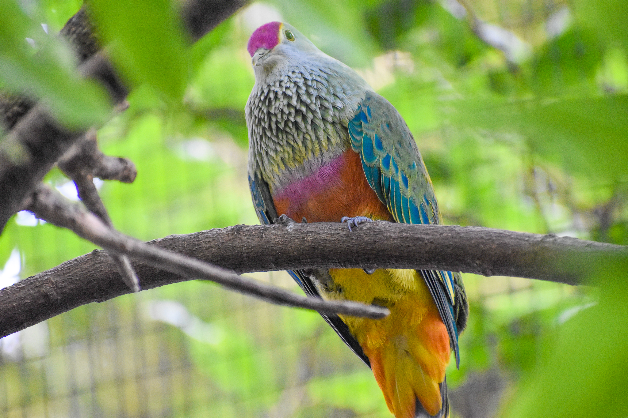Rose-crowned Fruit-Dove