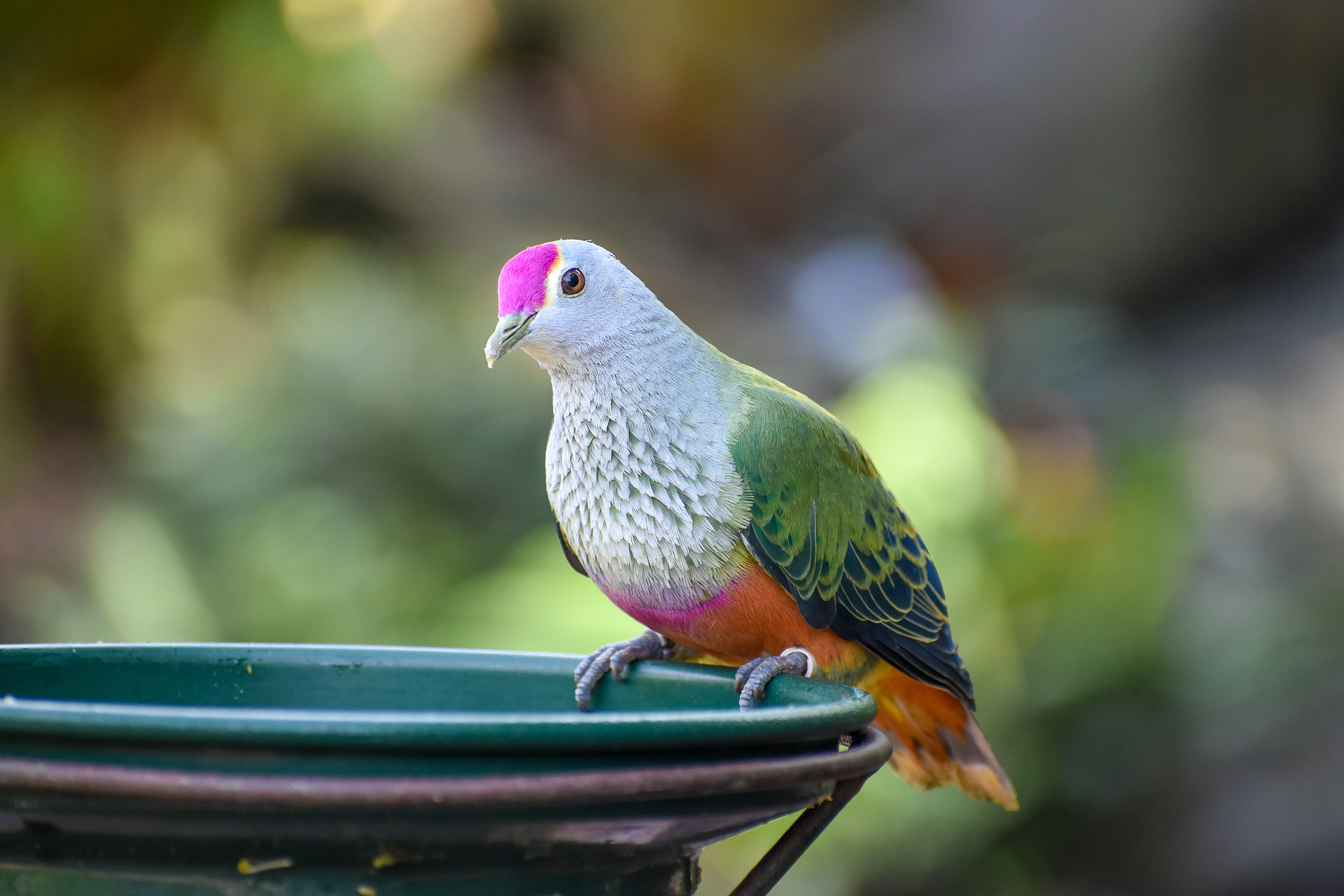 Rose-crowned Fruit-Dove