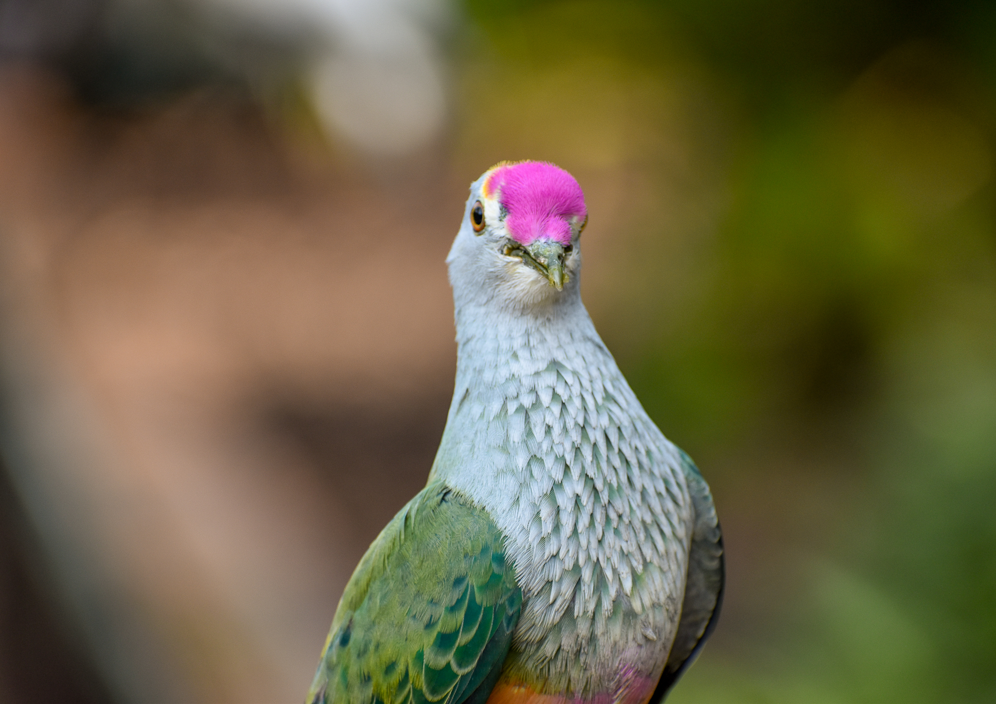Rose-crowned Fruit-Dove