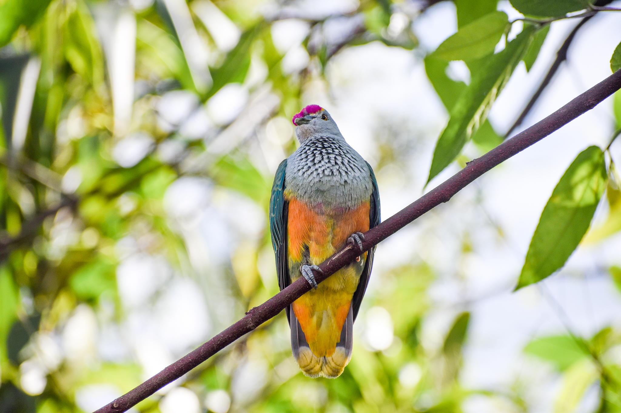 Rose-crowned Fruit-Dove