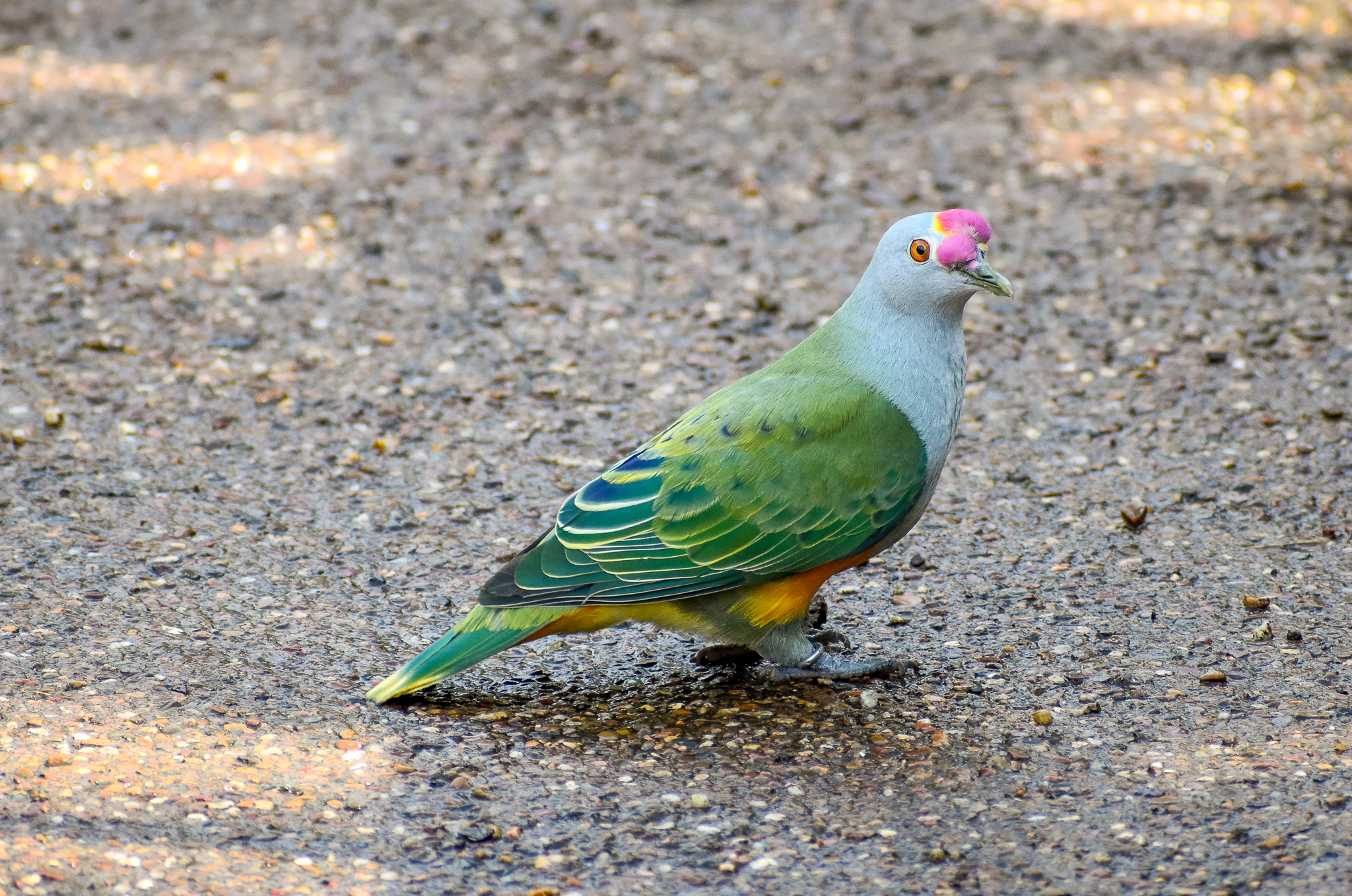 Rose-crowned Fruit-Dove