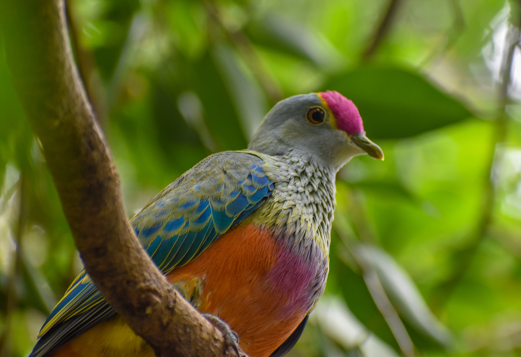 Rose-crowned Fruit-Dove