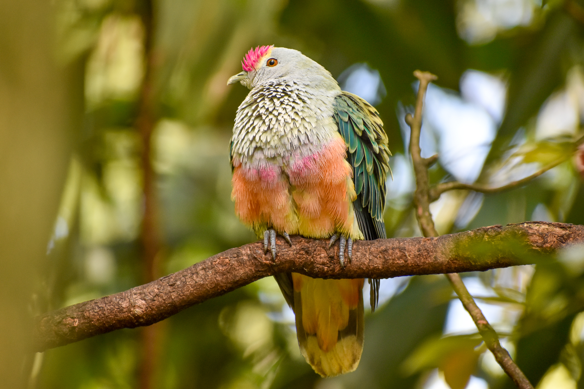 Rose-crowned Fruit-Dove