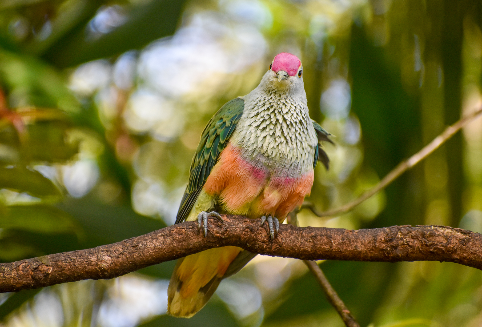 Rose-crowned Fruit-Dove