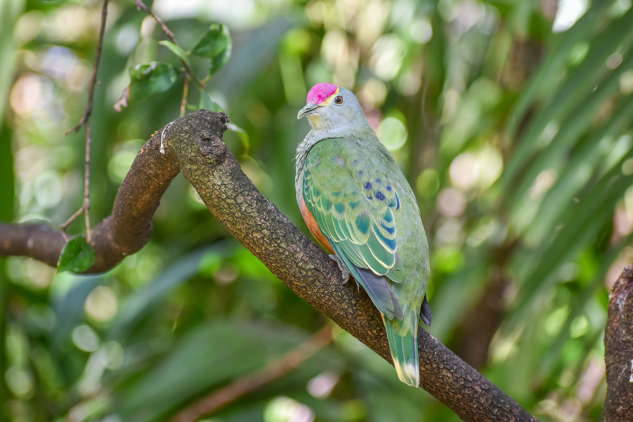 Rose-crowned Fruit-Dove