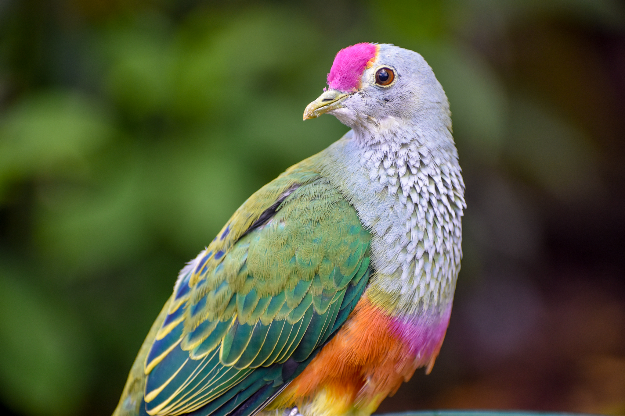 Rose-crowned Fruit-Dove