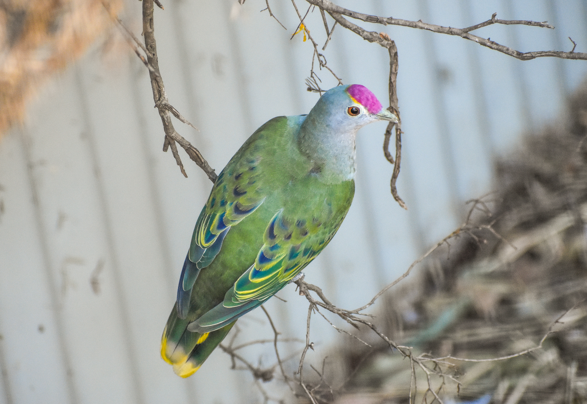 Rose-crowned Fruit-Dove