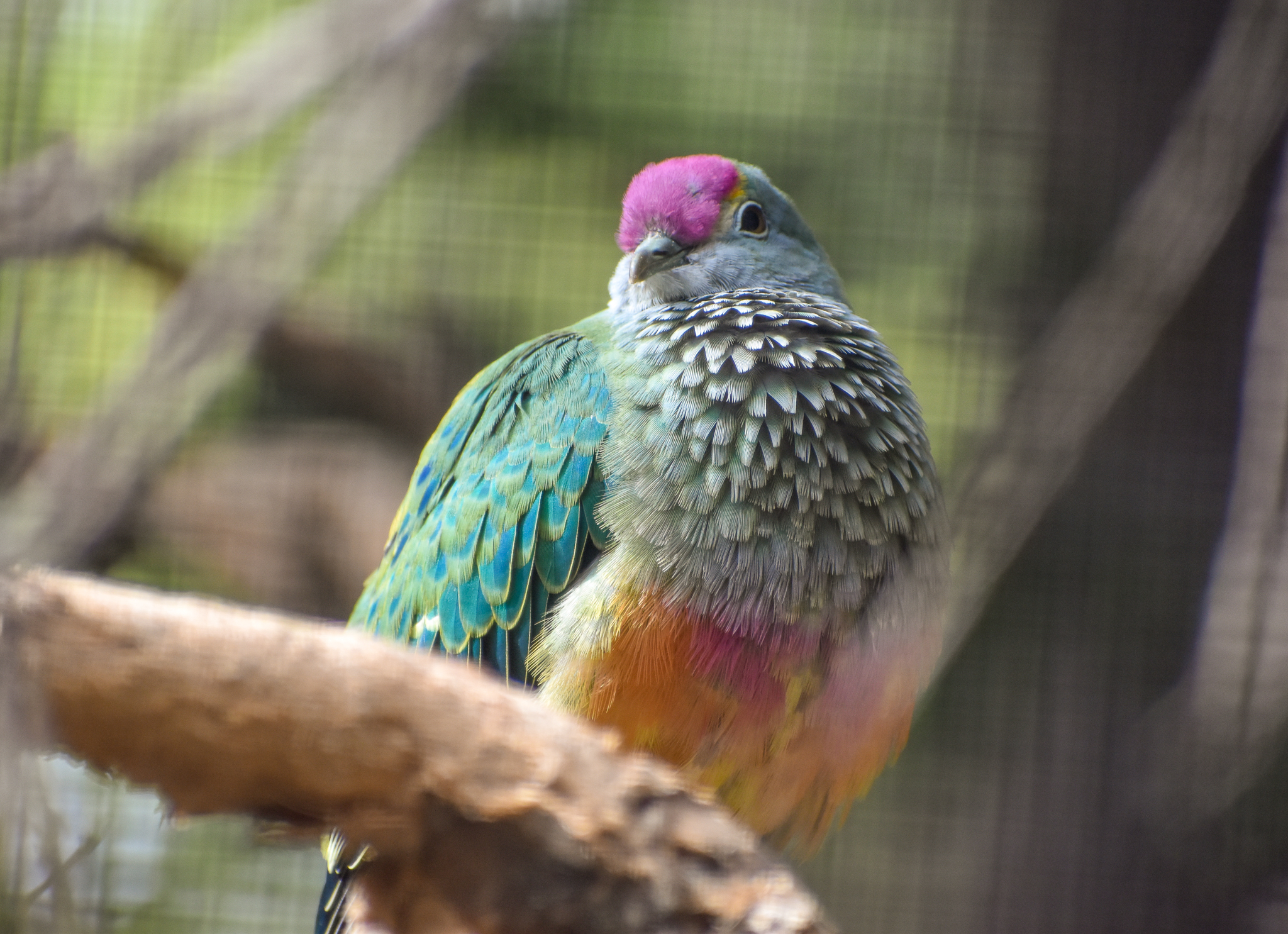 Rose-crowned Fruit-Dove