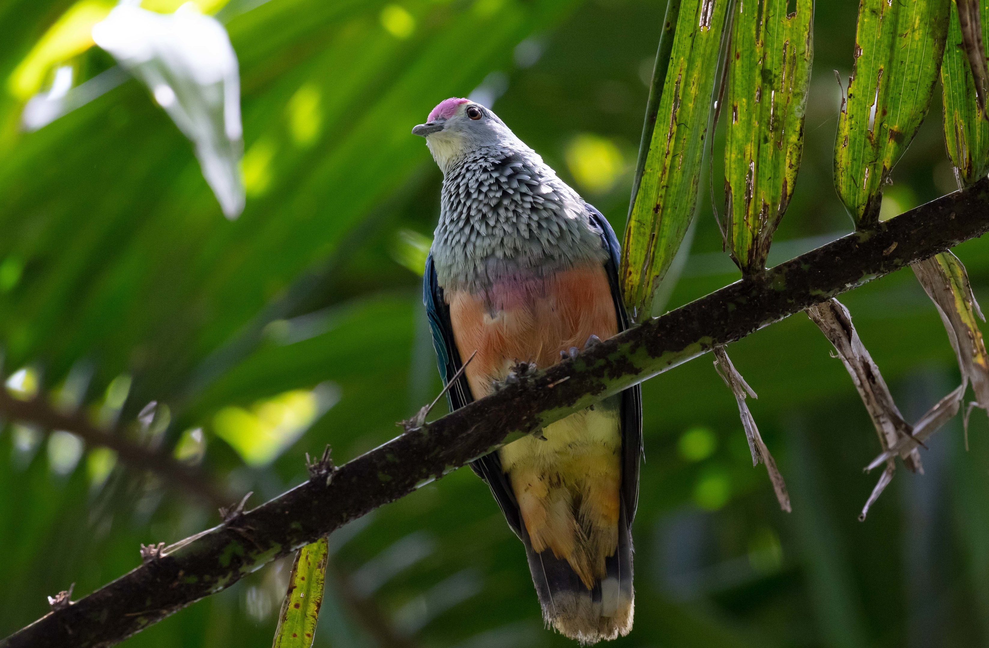 Rose crowned Fruit Dove