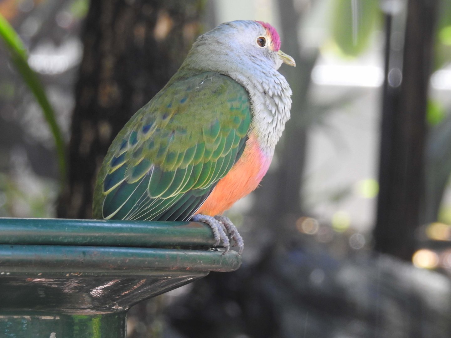Rose-Crowned Fruit-Dove