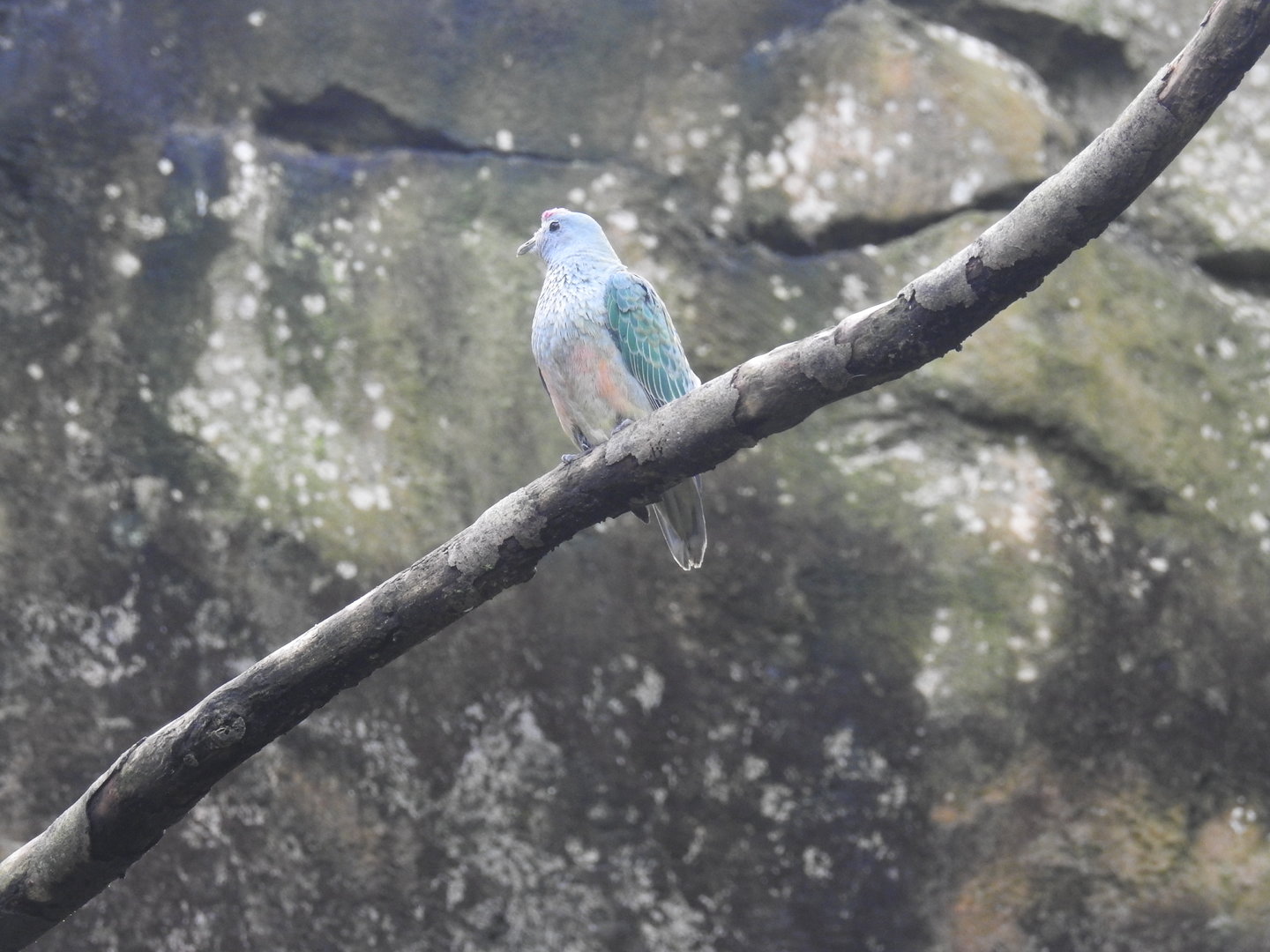 Rose-Crowned Fruit-Dove
