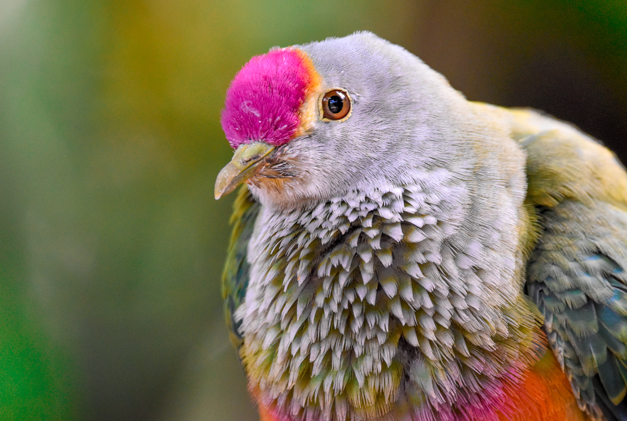 Rose-crowned Fruit-Dove