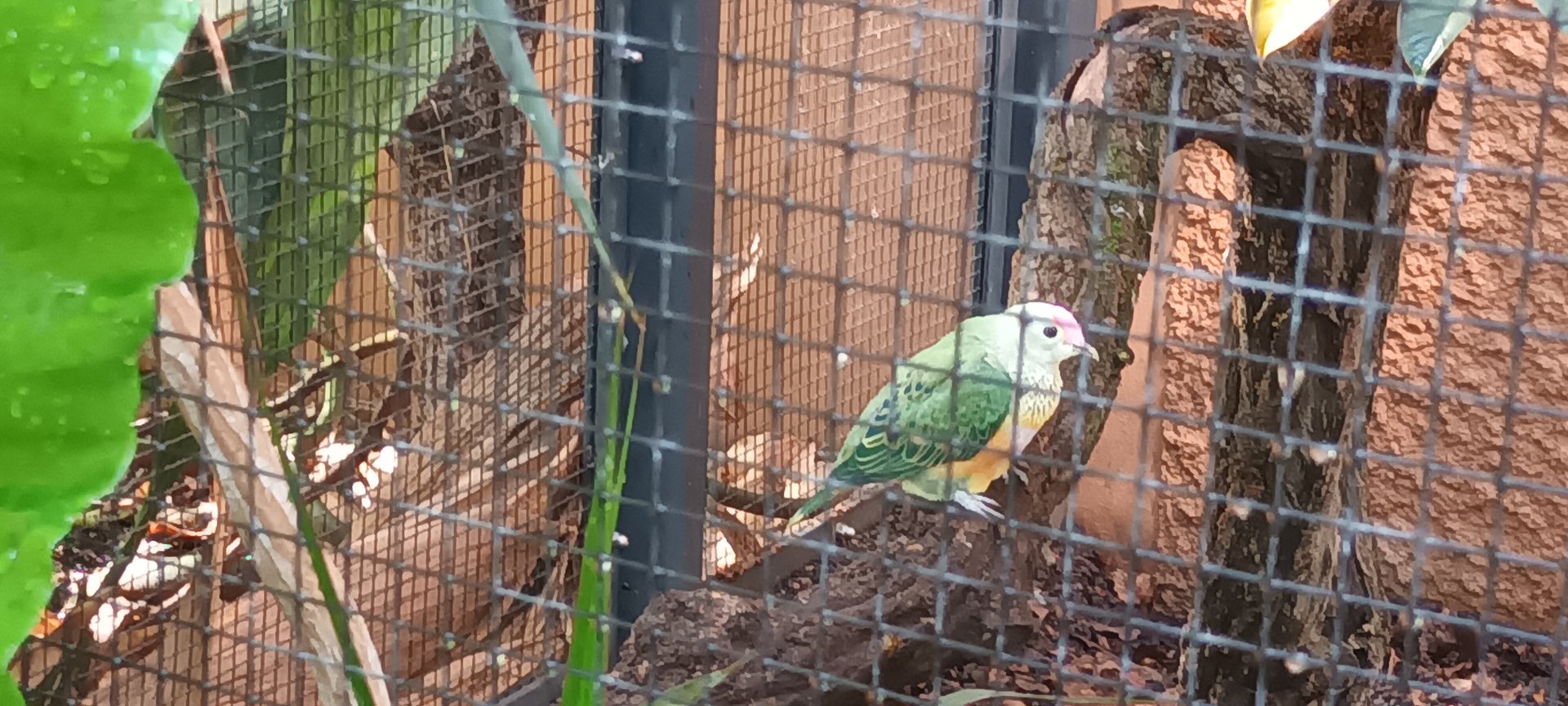 Rose crowned Fruit Dove