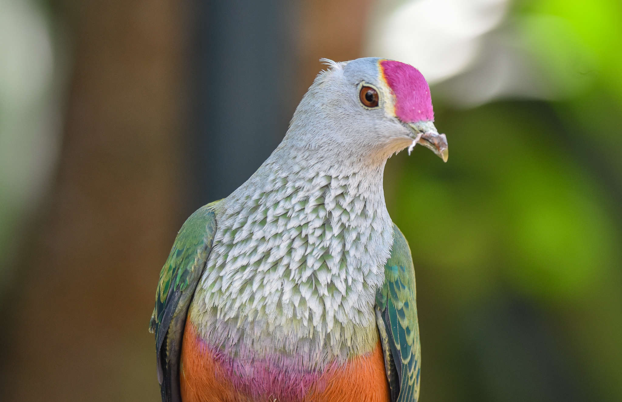 Rose-crowned Fruit-Dove