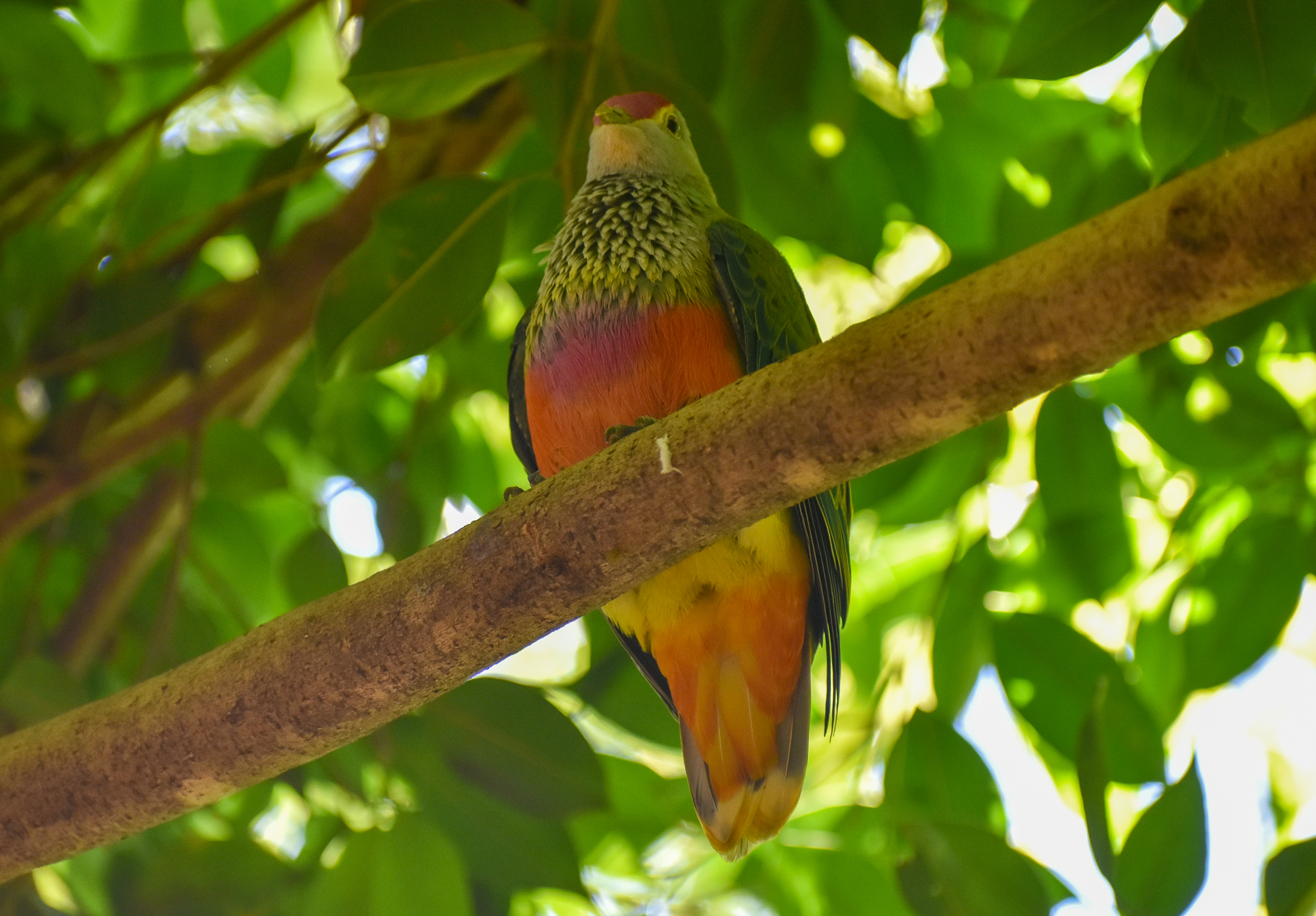 Rose-crowned Fruit-Dove