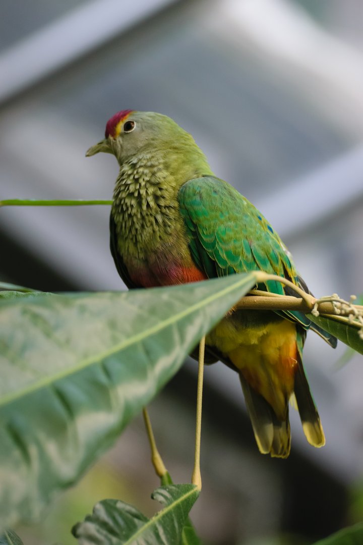 Rose Crowned Fruit Dove