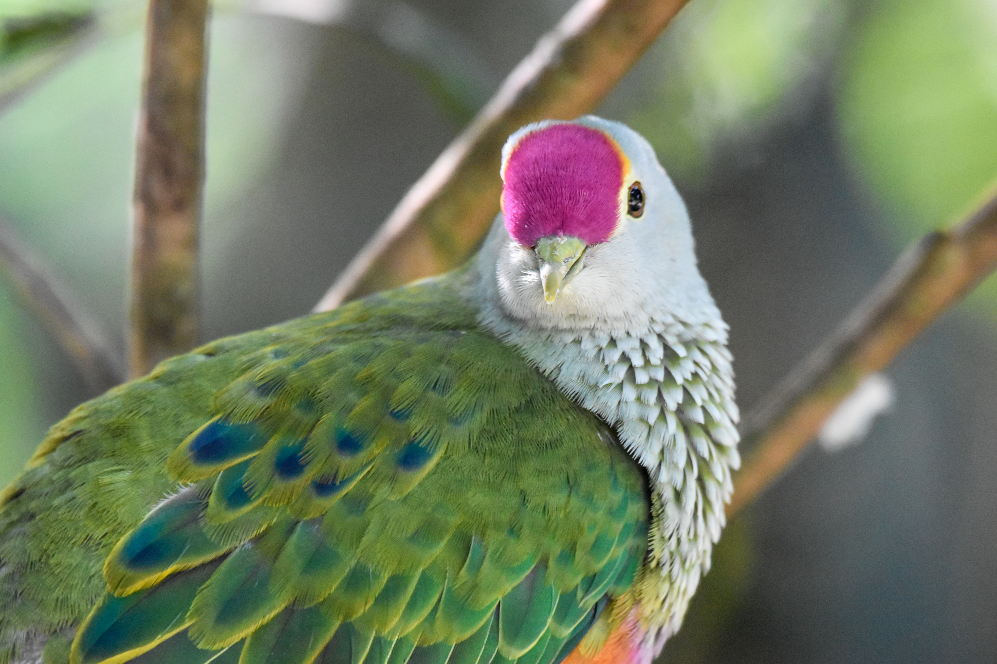 Rose-crowned Fruit-Dove
