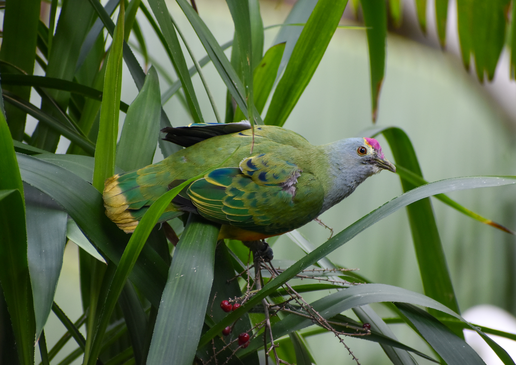 Rose-crowned Fruit-Dove