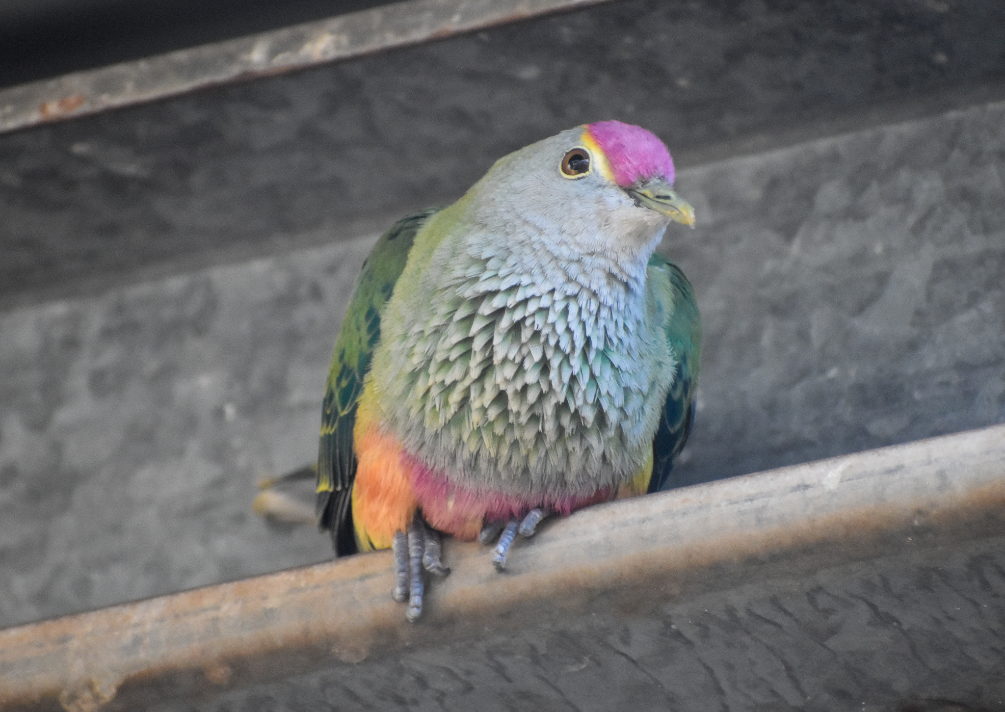 Rose-crowned Fruit-Dove