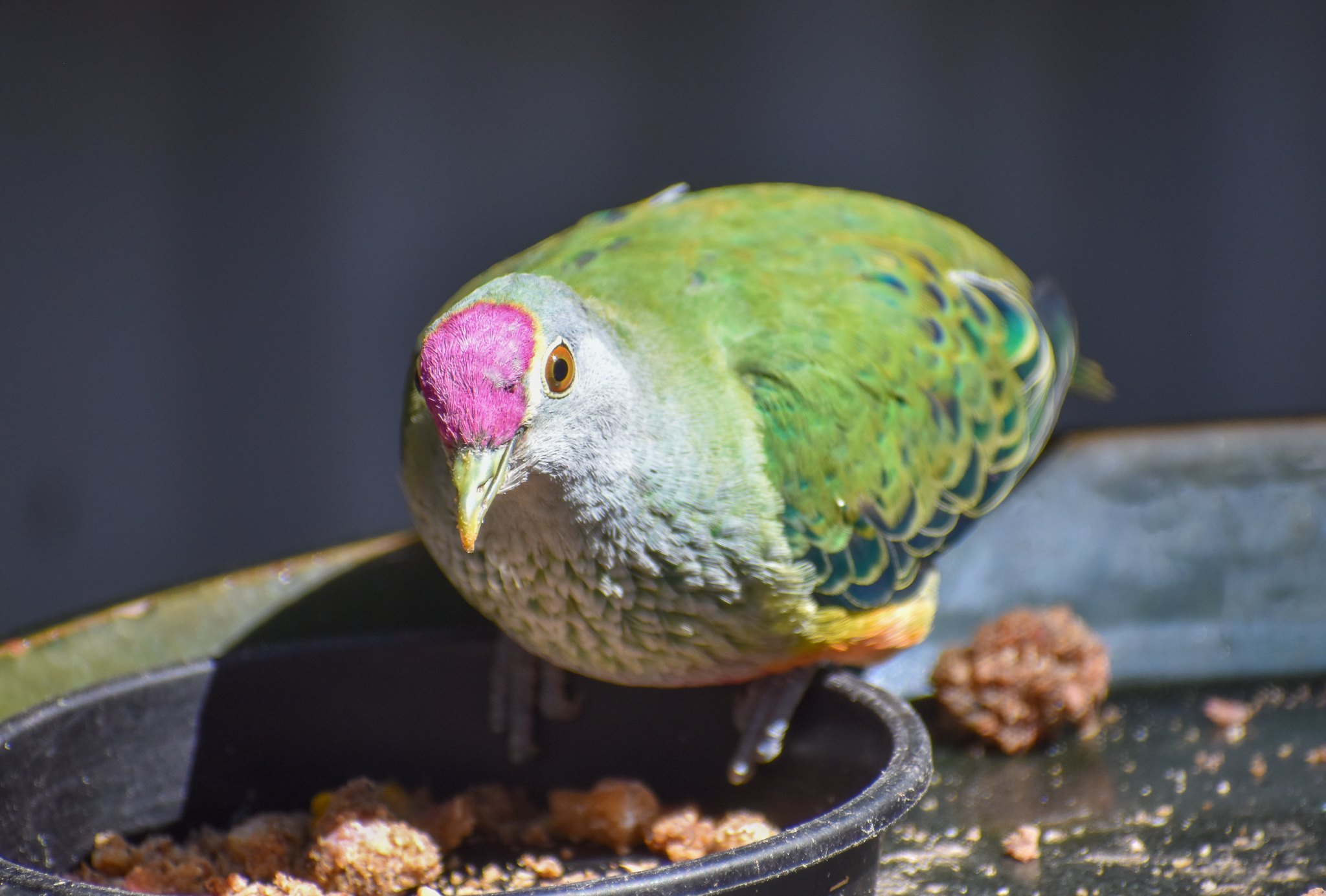 Rose-crowned Fruit-Dove
